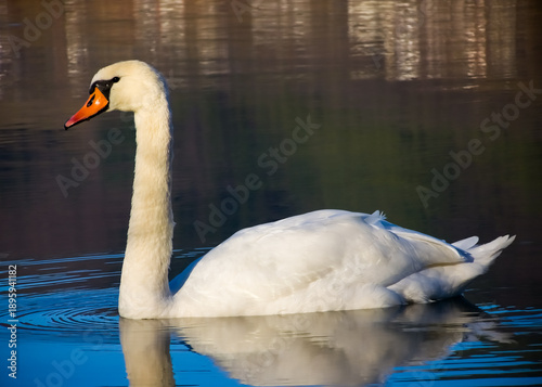 Foto Mute swan (Cygnus olor) swimming gracefully on calm water with soft golden light and gentle water ripples
