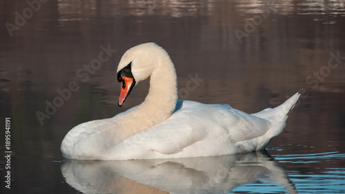 Cuadro en lienzo Graceful mute swan floating on calm water with soft reflections