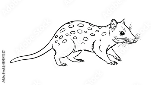 Spotted Quoll Illustration: A detailed pen and ink illustration showcases the unique speckled pattern and features of a Spotted Quoll, capturing the animal's distinctive traits.