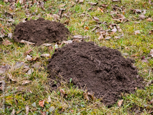 Two molehills with fresh, dark brown soil on a grassy lawn covered with dry autumn leaves. Detailed close-up of pest damage in a backyard garden.