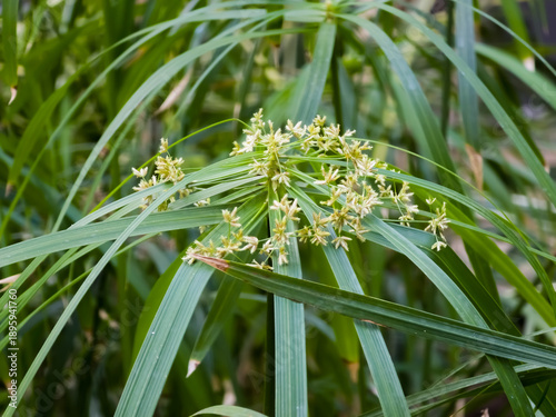 Photography Close-up of an umbrella papyrus plant (Cyperus alternifolius) featuring lush green bracts and delicate yellowish flower clusters
