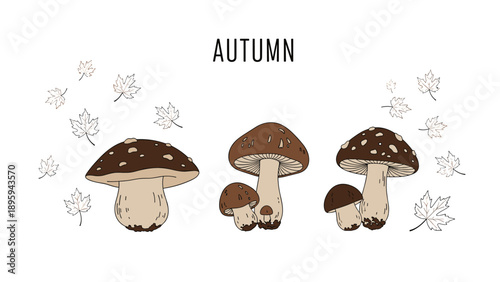 Charming collection of hand drawn mushrooms and falling maple leaves on a white background evokes a cozy and rustic autumn forest atmosphere.