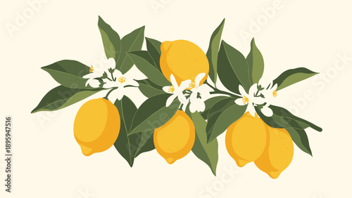 Branch of a lemon tree with ripe yellow lemons, green leaves, and delicate white blossoms on a light background for a fresh citrus design.