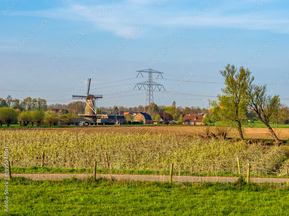 Fototapeta premium Traditional Dutch windmill 'De Drie Waaien' by blooming orchard under clear sky