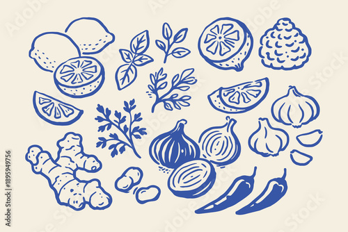 Herbs garlic lemon ginger doodle line art vector illustration
