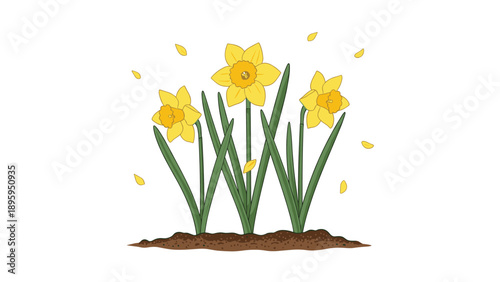 Three bright yellow daffodils grow from a bed of soil with yellow petals falling around them in the spring.