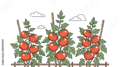 Vibrant garden illustration of healthy tomato plants heavy with ripe red fruit growing on wooden stakes under a blue sky.