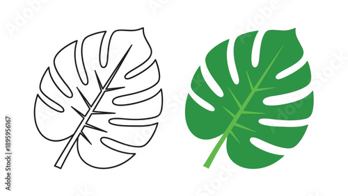 Vector illustration showcasing a contrast between a detailed black outline drawing and a solid green filled graphic of a tropical monstera deliciosa leaf side by side
