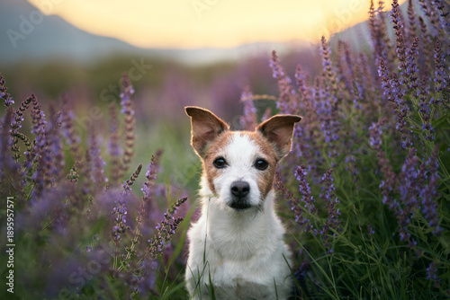 Photography The terrier is calmly positioned among tall lavender spikes with distant mountains and a fading sky behind