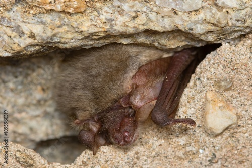 The grey long-eared bat (Plecotus austriacus) winter sleeping bat in a cellar