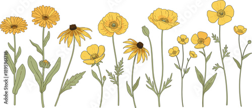 Horizontal border of hand drawn yellow wildflowers featuring poppies black eyed susans and daisies in a sketch vector style isolated on white background.