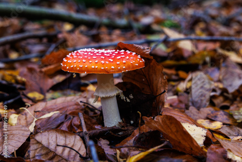 Fotografia Fliegenpilz (Amanita muscaria)