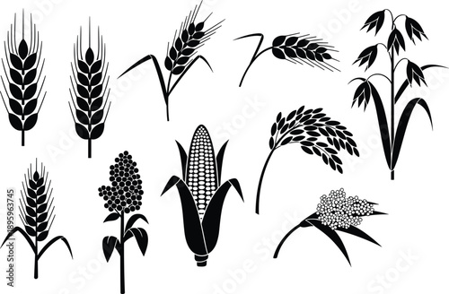 Cereal crop icon set with wheat corn barley oats rice grain agriculture farming black vector illustration symbols