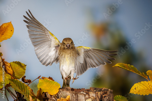 Foto Grünfink (Carduelis chloris)