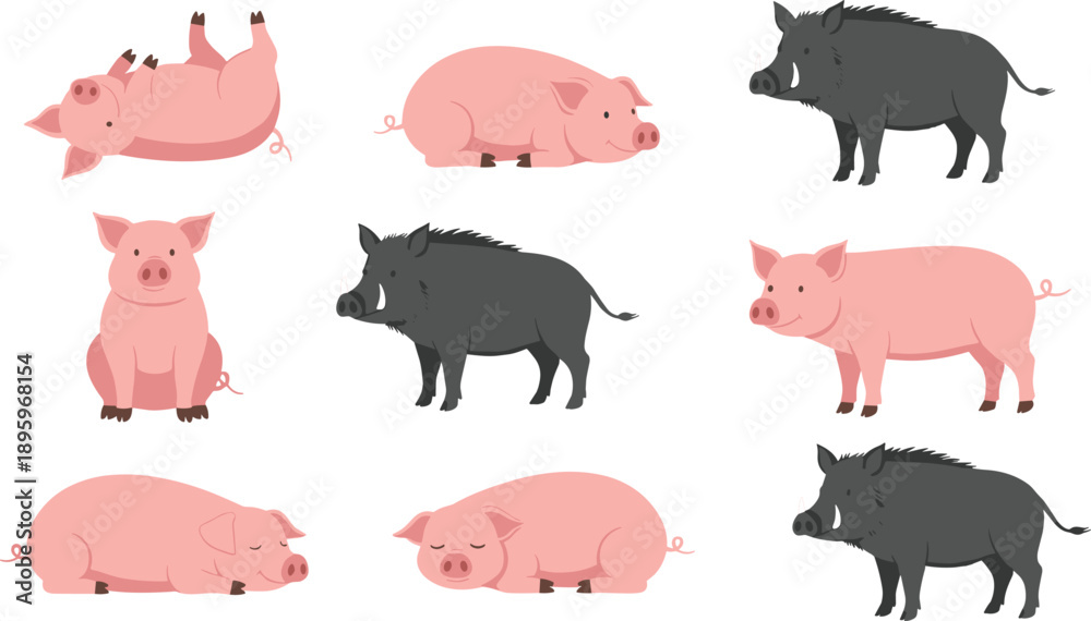 Fototapeta premium Collection of cute pink domestic pigs and black wild boars in various poses including sleeping sitting and standing isolated on white background for farm animal illustrations and wildlife design