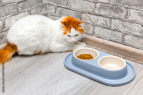 Billede på lærred The cat looks at the food with a displeased expression