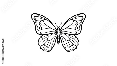 Detailed illustration of a butterfly.
