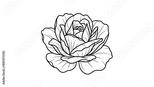 Detailed illustration of a flower.