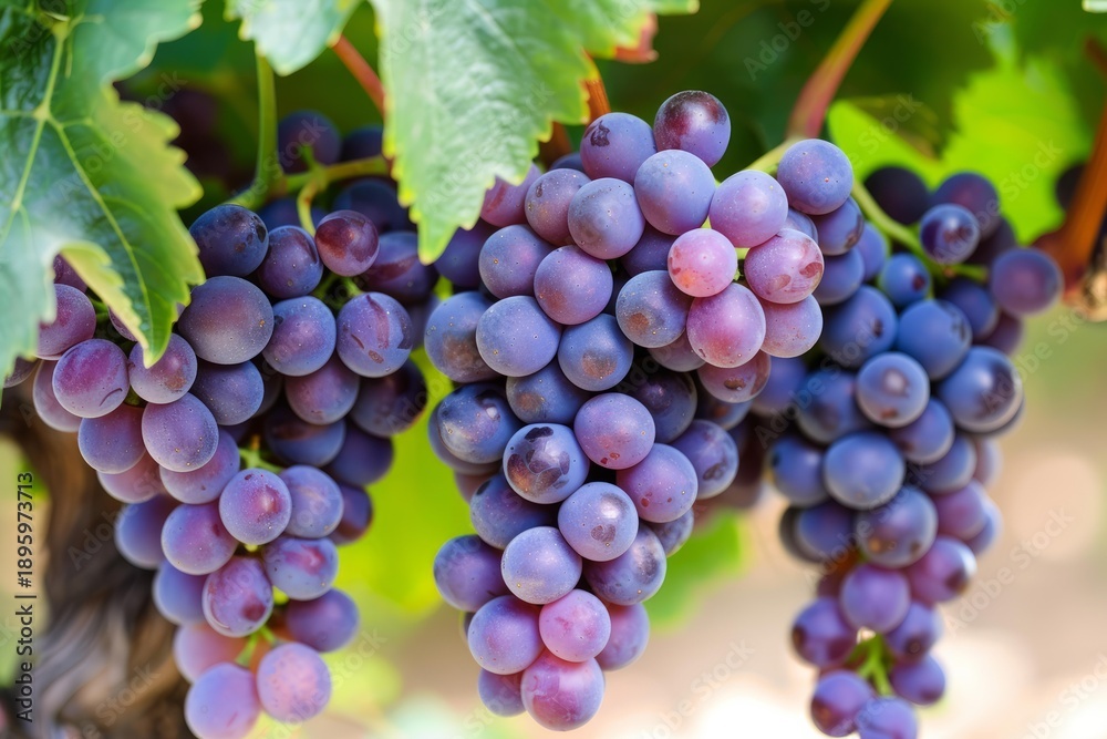 Naklejka premium Bunches of ripe purple grapes hanging on the vine in a vineyard, bathed in warm sunlight