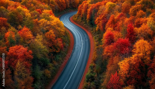 road in autumn forest