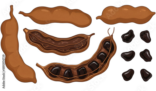 Tamarind fruit vector set with pods pulp and seeds isolated on white