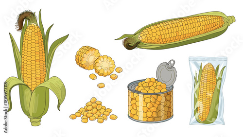 Comprehensive set of corn illustrations features whole cobs, sliced pieces, canned kernels, and frozen packaging for culinary concepts.