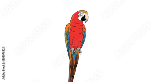 Brightly colored macaw parrot with red, yellow, and blue feathers is perched vertically against a clean white background in this bird study.