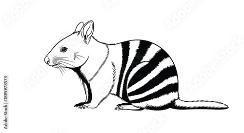 Detailed black and white sketch of a numbat or banded anteater showing its characteristic stripes and bushy tail in a profile view.