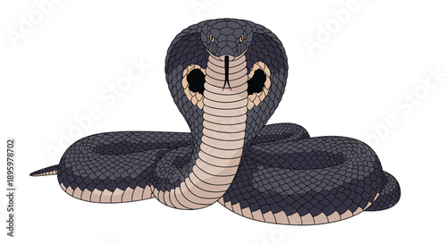 Powerful king cobra snake is depicted in a defensive posture with its hood expanded and tongue flicking against a white background.