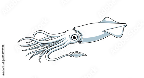 Detailed white squid is illustrated from a side profile showing its large eye, mantle, and numerous tentacles for a marine biology theme.
