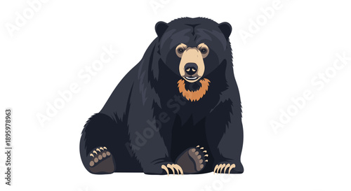 Powerful black bear sitting calmly with a distinctive brown muzzle and sharp claws against a clean white background.