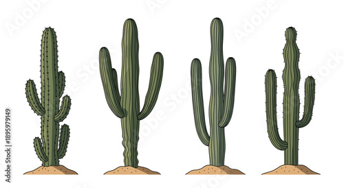 Set of four tall green saguaro cacti of different shapes growing in the desert sand against a white background.