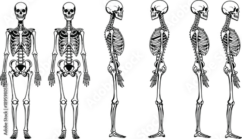 Human skeleton anatomy illustration showing front and side views, skeletal posture comparison, medical educational diagram of bones structure for healthcare, science, and anatomy study concepts