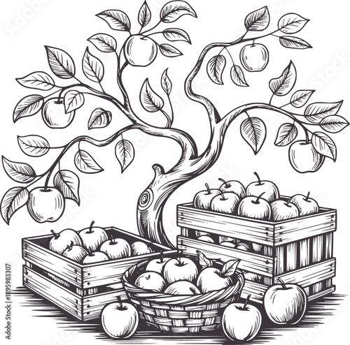Black and of an apple tree with ripe fruit in crates and basket harvest