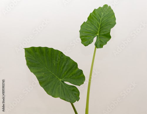 Elephant ear plant. Alocasia odora