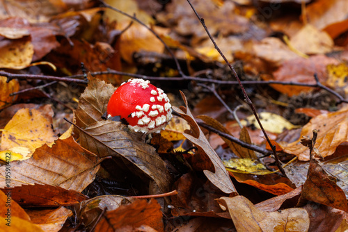Tableau sur toile Fliegenpilz (Amanita muscaria)