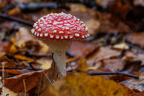 Quadro su tela Fliegenpilz (Amanita muscaria)