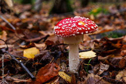 Tableau sur toile Fliegenpilz (Amanita muscaria)