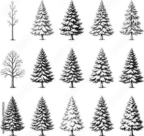 Tree silhouette grid set, snowy pine and bare deciduous trees, black and white vector illustration, winter forest design, nature classification graphic art