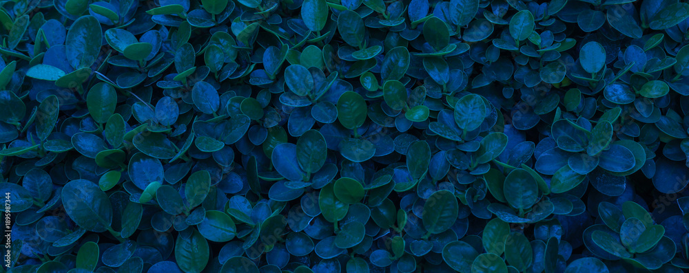 Obraz premium Herb wall, plant wall, natural green wallpaper and background. nature wall. Nature background of green forest