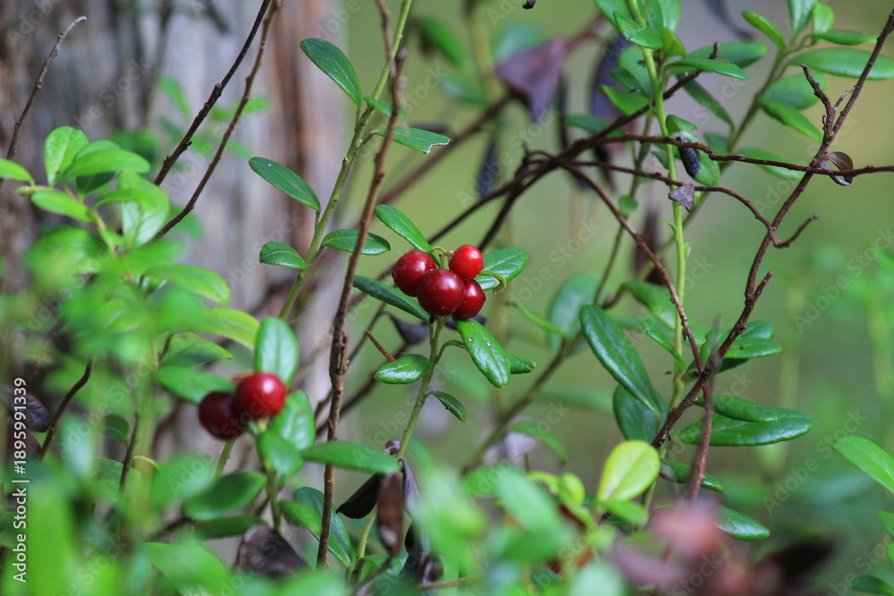 Fototapeta premium Red ripe lingonberries on branches in the forest on a sunny day in late summer