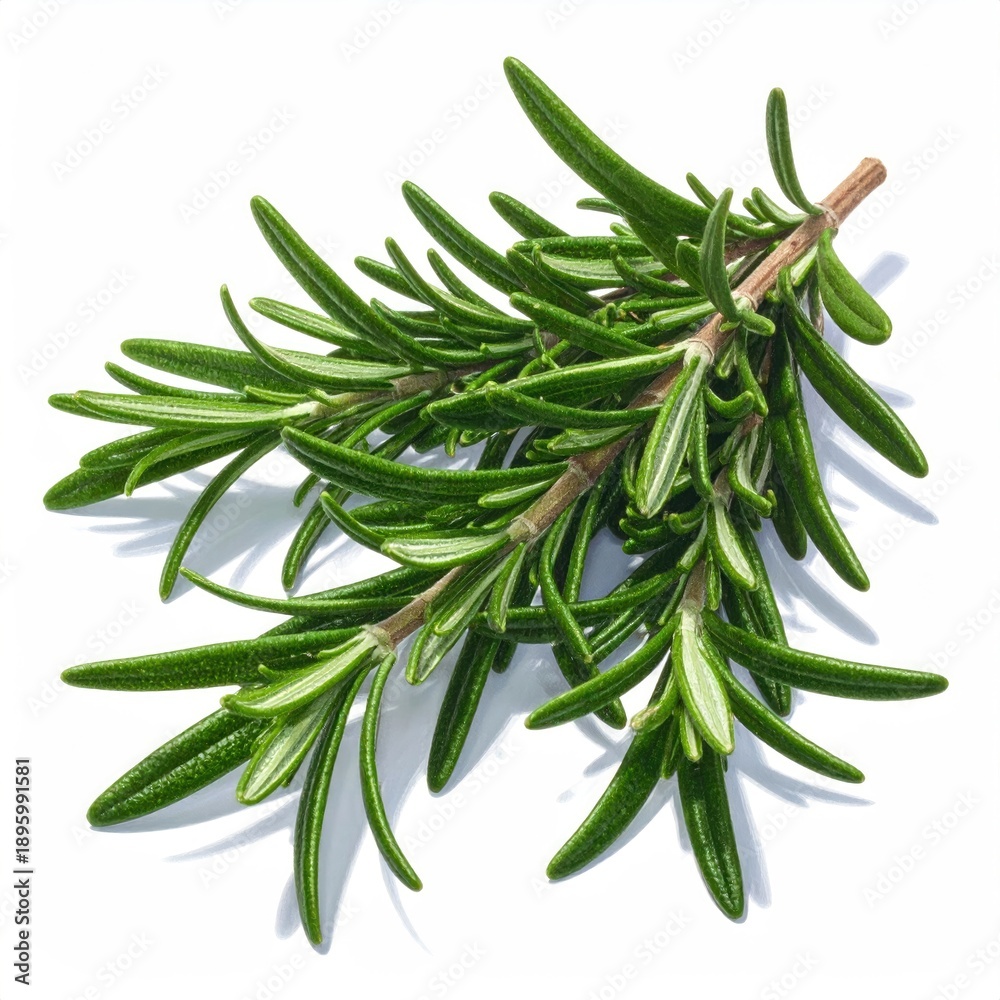 Fototapeta premium Fresh rosemary sprig with leaves isolated on white background, studio shot, detail.