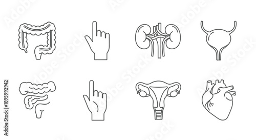 Human Organ Outline Icons Set – Medical Anatomy Line Symbols for Healthcare & Education Design