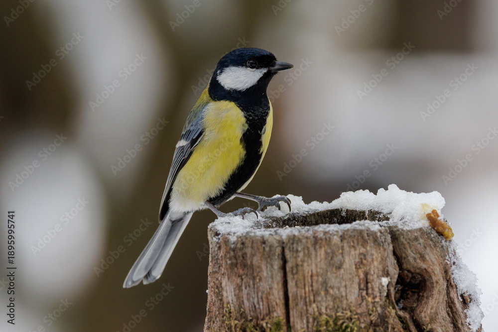 Fototapeta premium Kohlmeise (parus major)