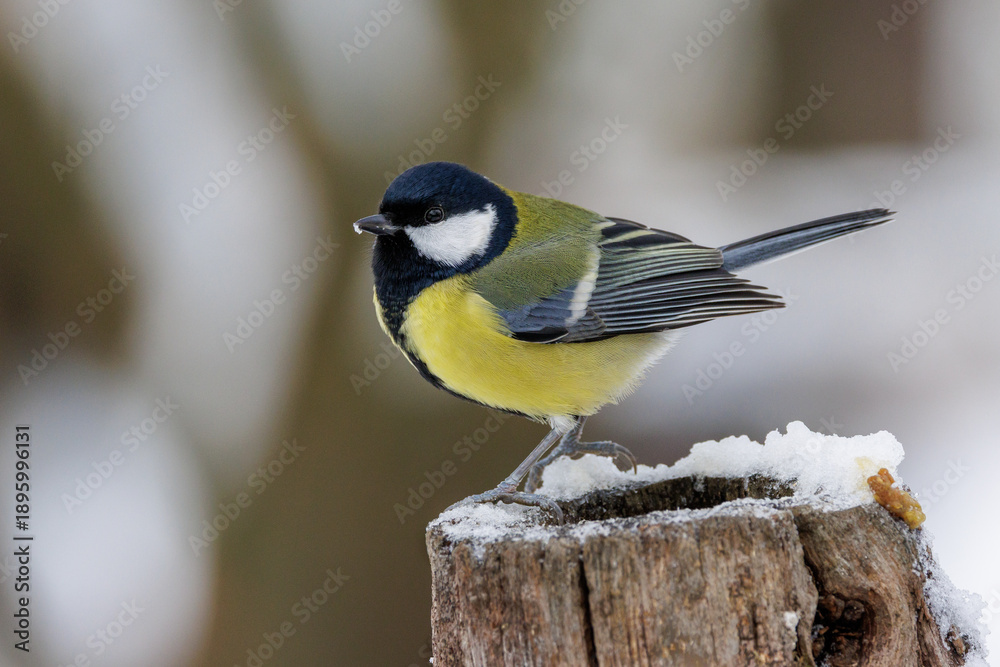 Fototapeta premium Kohlmeise (parus major)