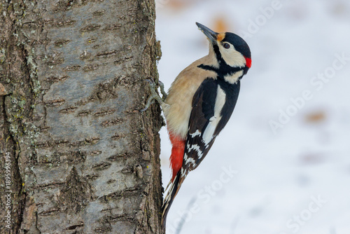 Buntspecht (Dendrocopos major) Männchen