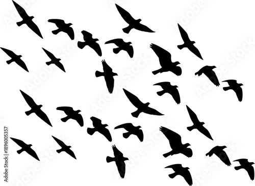 Flock of birds in flight against a white background