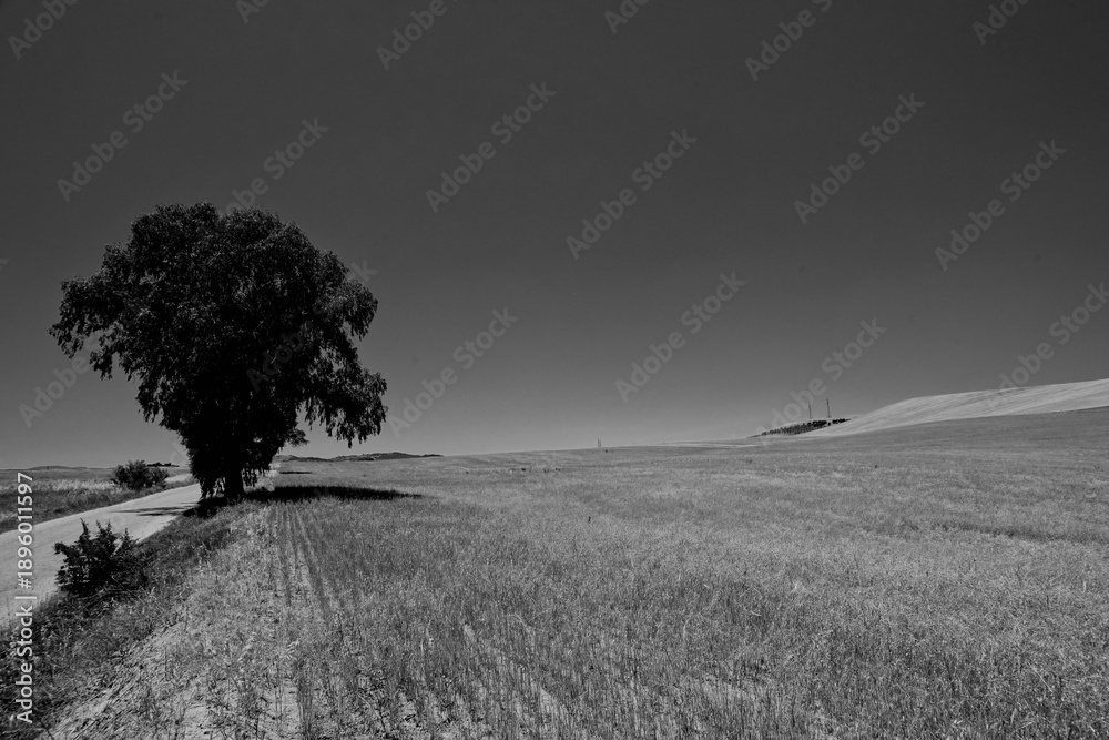 Obraz premium Italia in bianco e nero. Panorama sui campi e le colline della Basilicata. Italia