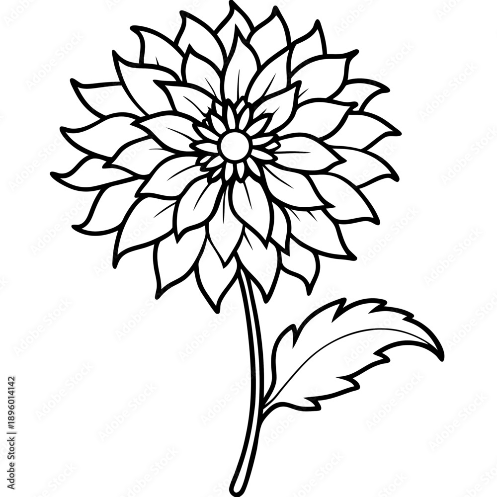 Fototapeta premium Gaillardia line art vector