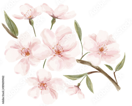 Εκτύπωση καμβά Blooming cherry tree watercolor painting